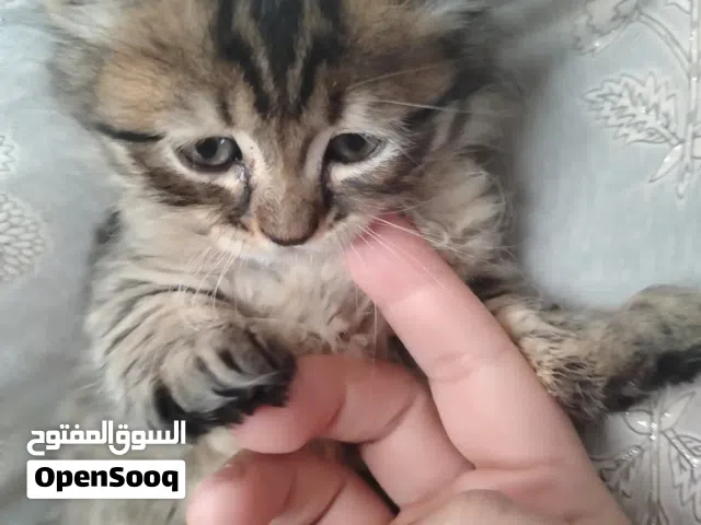 اريد قط تبني عمري شهر لو شهرين