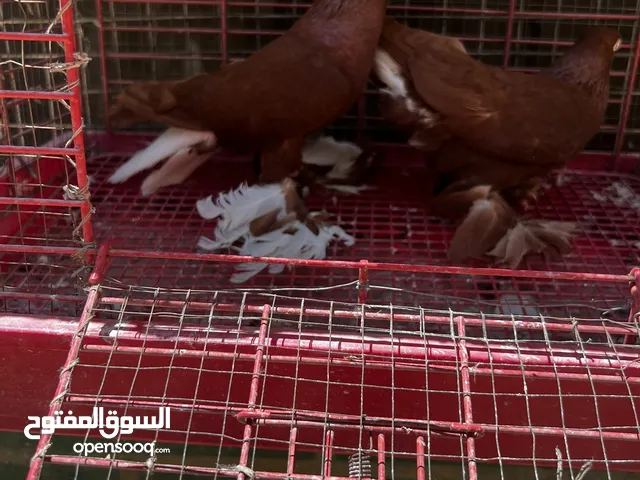 جوز نجفي احمر