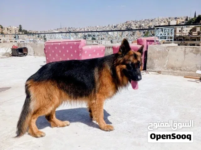 كلب جيرمن شيبرد بيور