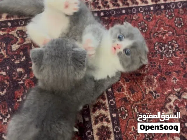 قطط سكوتش ملون