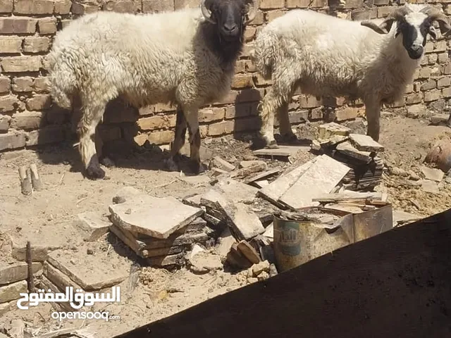 جباش للبيع