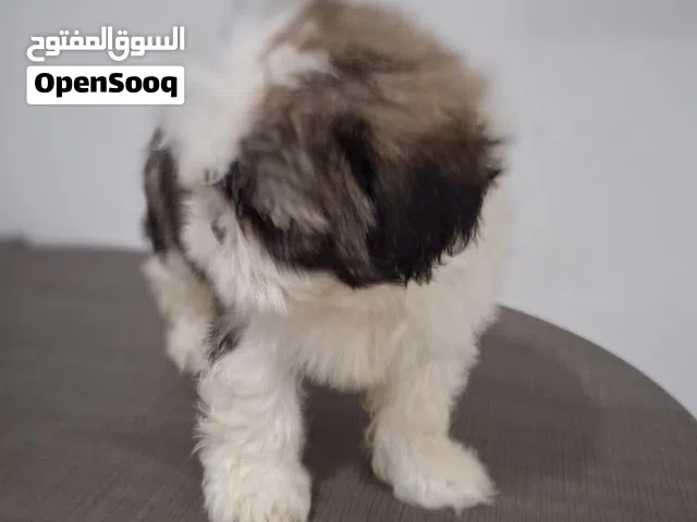 Healthy dog