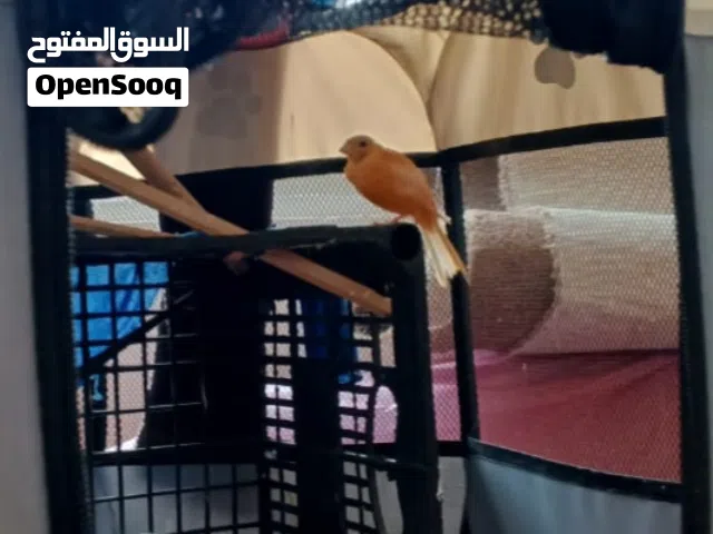 عصافير روز و كنار