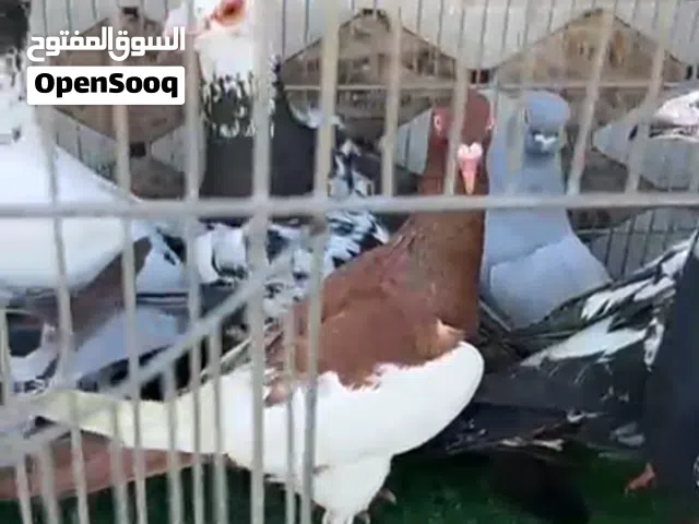 موجود 9حبات طيور حمام قويات ب الزرقا