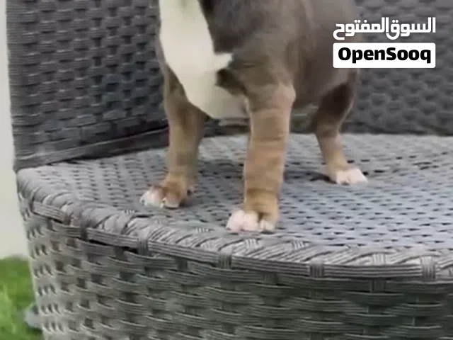 جراوي شيواوا كينج شارلي يورك شاير اعمار من 45 يوم الي 70 يوم