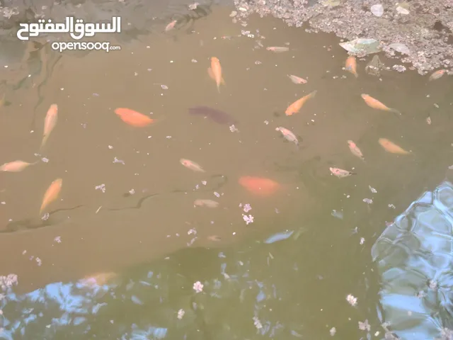 اسماك مولي
