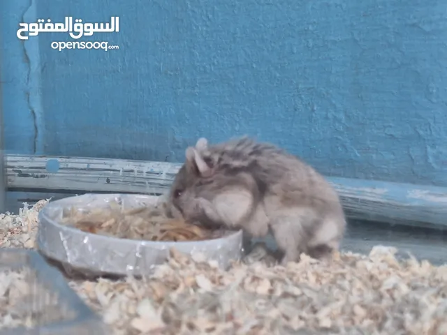 Adoption of 2 hamsters