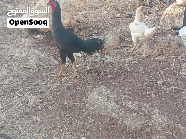 طقم دجاج باكستاني