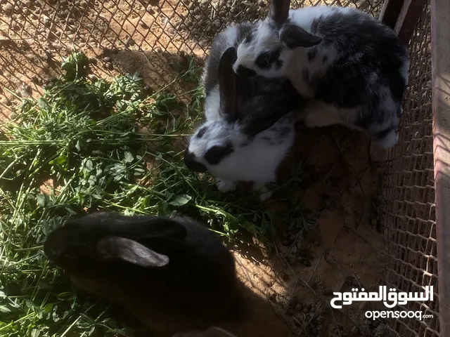 أرانب للبيع