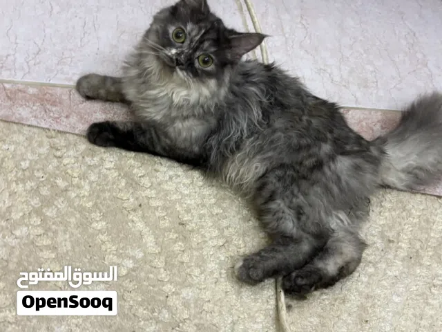 قطه انثي شرازي