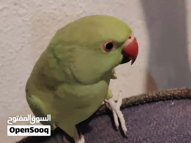دره هندي أنثى  عمره 3 سنين هدد اليف