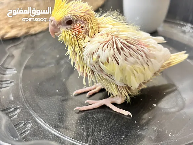 كوكتيل للبيع ب150د