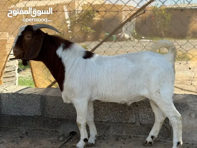 تيس بورقوت مشروع فحل للبيع