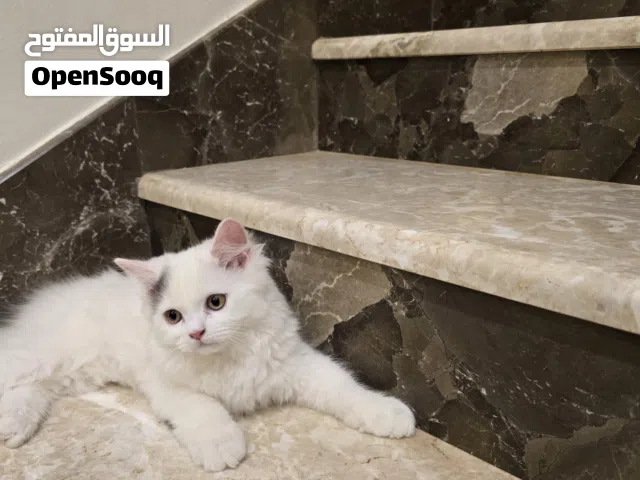 قط شيرازي للبيع