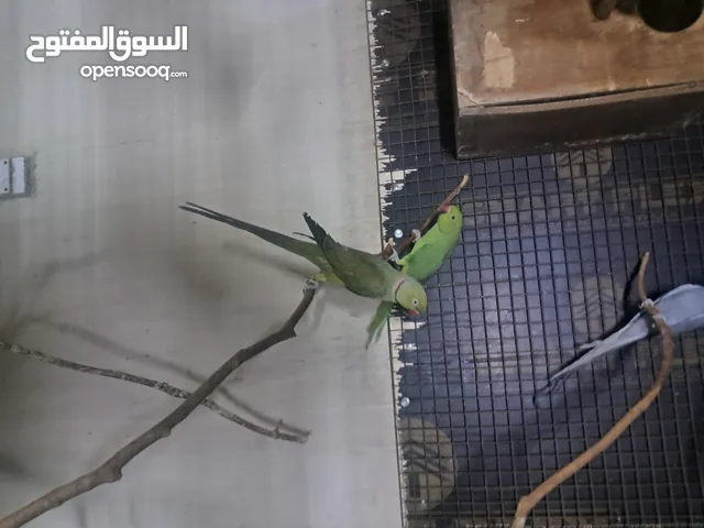 للبيع ذكر زيتوني