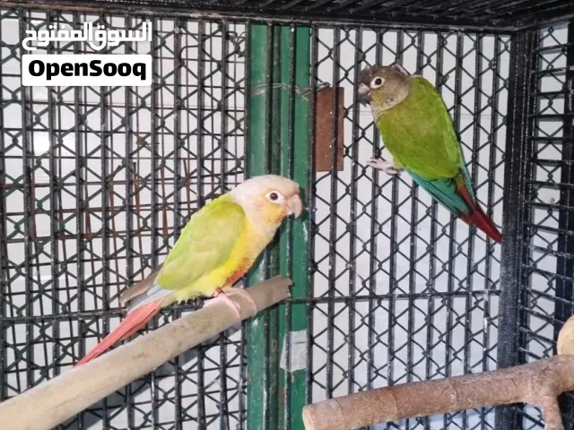 green  conure pair