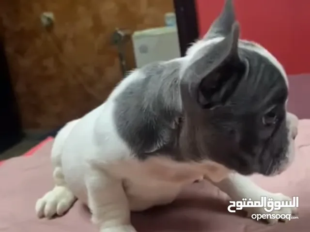 للبيع فرنش بولدوج frinchbuldog