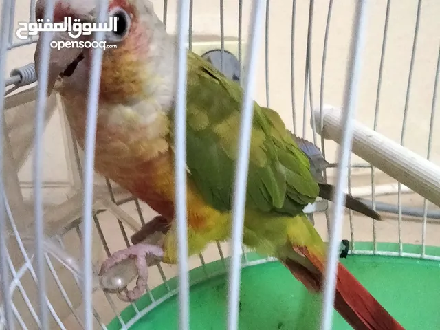 ببغاء كونيور اليف للبيع مناسب للاطفال وللعب معهم والوان زاهية وصوت جميل