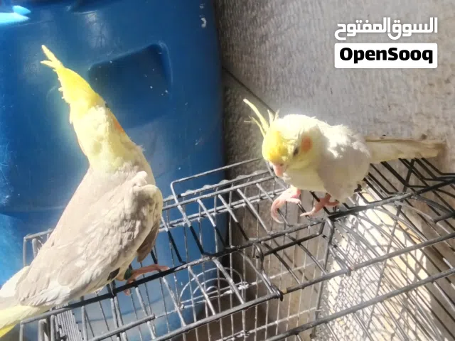 عصفور كوكتيا