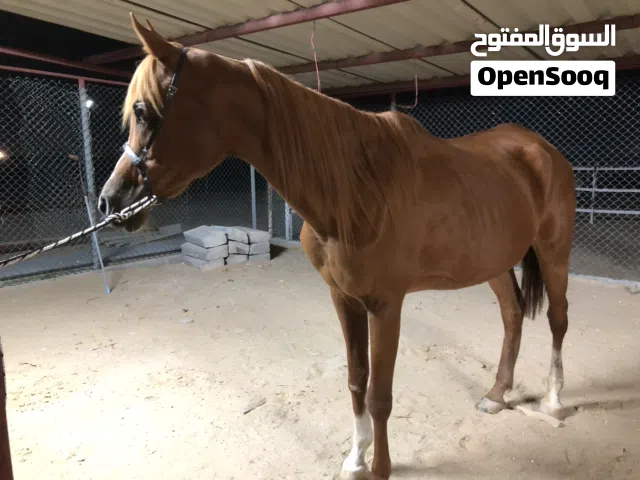 للبيع فرس جمال بدون جواز  العمر :7 سنوات ركوب وانتاج  ماتشكي من شي  السعر :4500