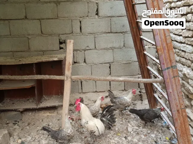 دجاج فيومي