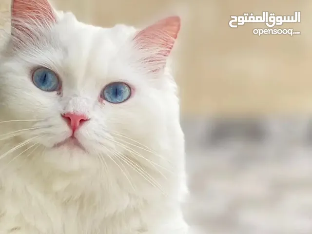 قطه شيرازيه معقمه