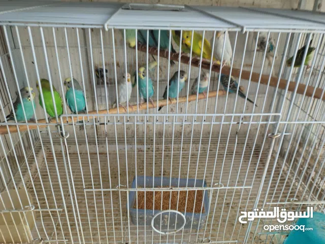 للبيع أزواج بادجي / Budgies for Sale
