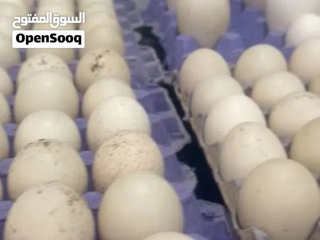 بيض بط مصري وبيض دجاج رومي