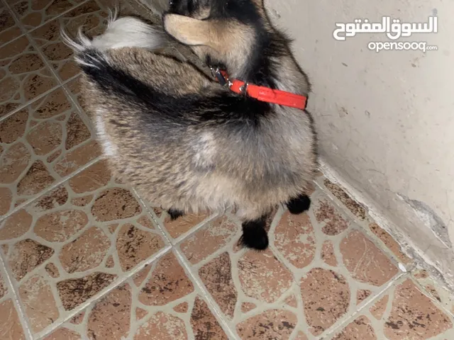 سلام عليكم للبيع ماعز النوع تشيكي ذكر شكل جميل