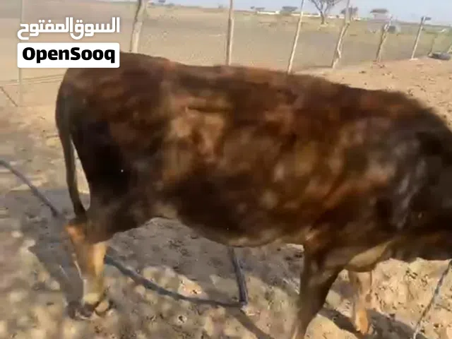 للبيعبقره العمر سنتين