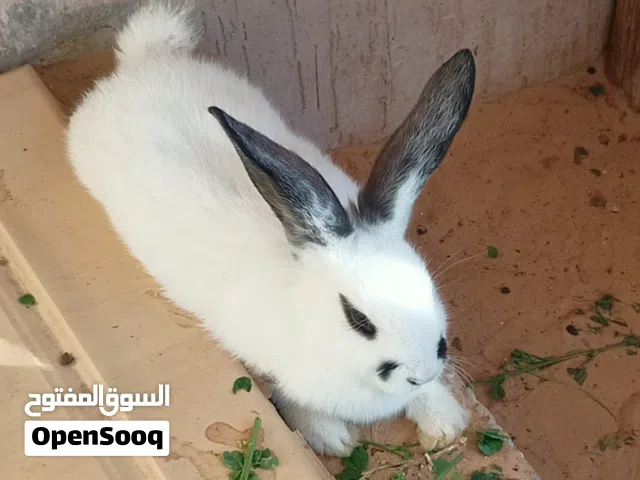 الرجاء قراءة الوصف