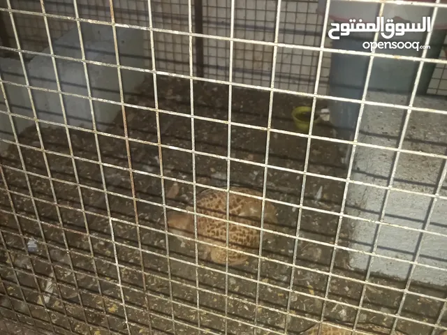 صفارد باكستانيه منتجات