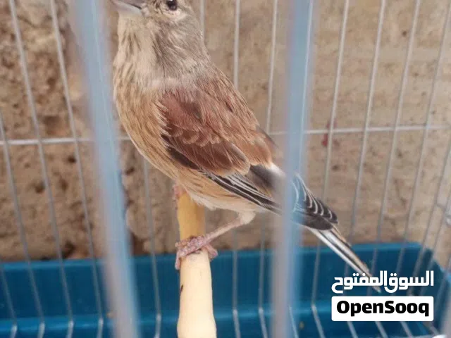ذكر تحويل مصفي ليه اكتر من سنه في الحضيرة حطله انتي كناري ونسه
