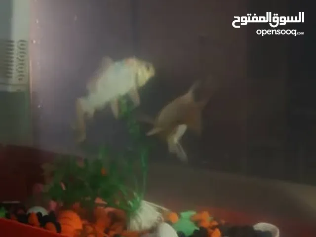 حوض حوت زينة كامل بالحوت بكل
