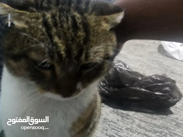 free cat for anyone who want to take care