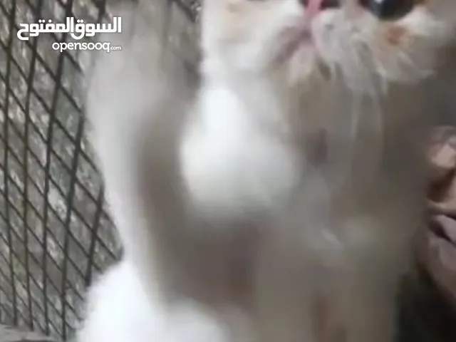 قط اجزوتك فان ريد وايت