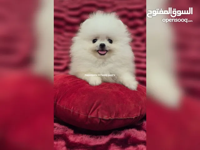 "أسرع قبل ما تخلص الكمية": آخر ذكرين Pomeranian