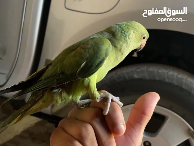 متوه للبيع