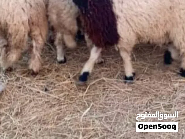 جزار مصري لذبح الأضاحي الدمام الخبر وكل