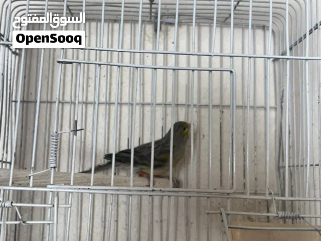 عصافير كنار فحول ناار