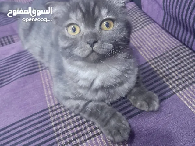 ذكرين سكوتش فولد و ذكر سكوتش ستريت للبيع بسعر مناسب