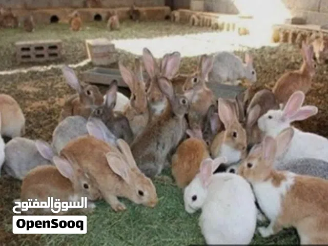 أرانب للبيع بصحة ممتازة