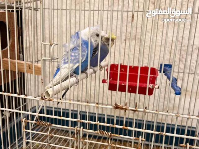 السلام عليكم تلاته كوبيت هوقو رومو الله يبارك