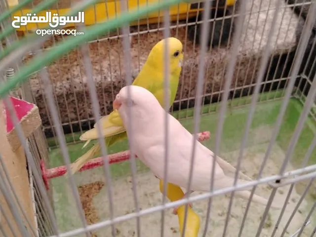 جوز طيور حب شغالات مع 3 فراخ بسعر 30 دينار فقط