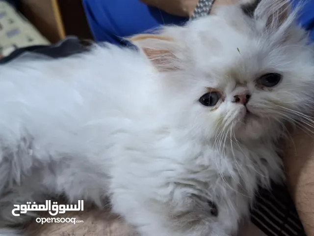 قطة بيرشن عمر شهرين