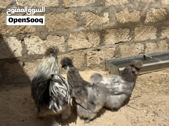 دجاجتين وديك قطني