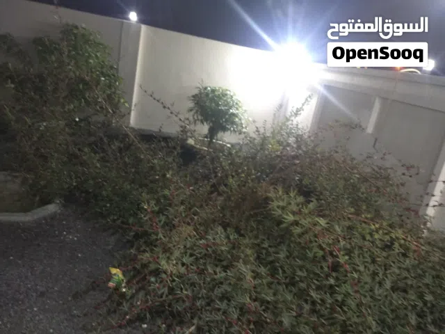 شجره كركديه جاهزه للجني