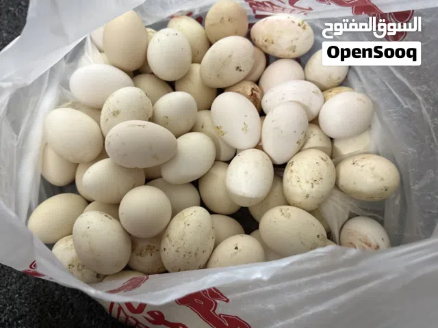 بيض بلدي للبيع