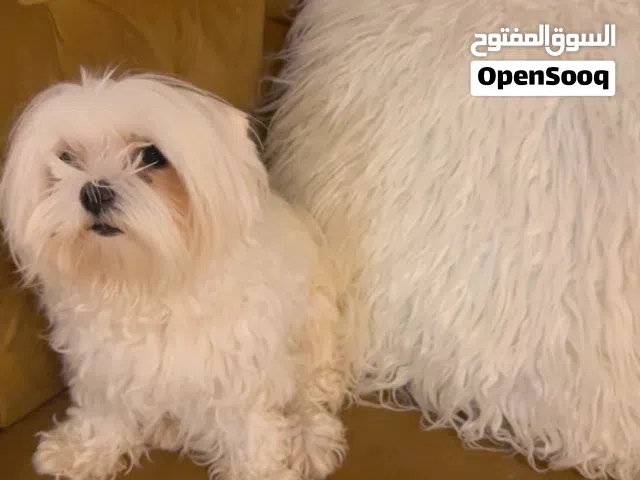 للبيع كلب شيتوزو متعلم ويسلم ويسمع الكلام وحبوب مع الأطفال ولعوب