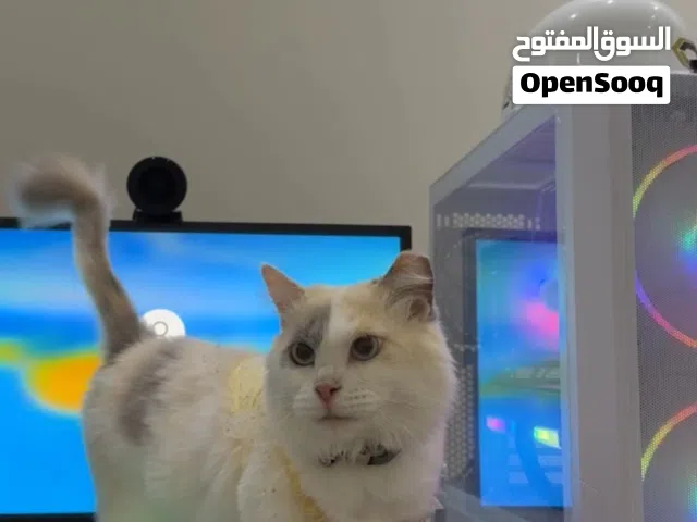 قط شيرازي صغير